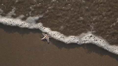 Starfish and shell Stock Footage 26369250