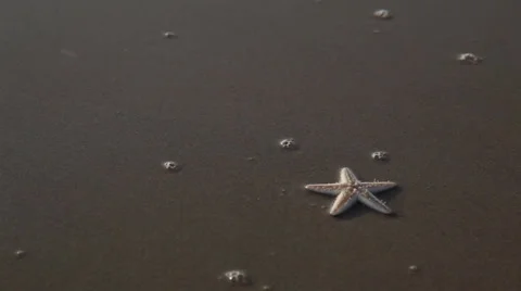 Starfish and shell Stock Footage 26369268