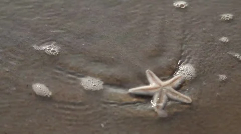 Starfish and shell Stock Footage 26369408
