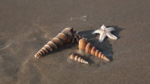 Starfish and shell Stock Footage 26369587