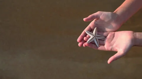 Starfish and shell in hand Stock Footage 26369864