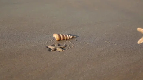 Starfish and shell in hand Stock Footage 26369921
