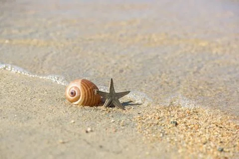 Starfish and shell Stock Photos