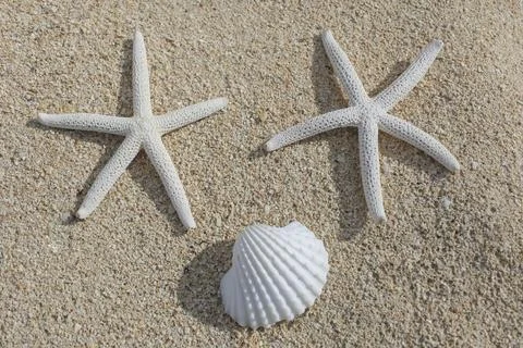 Starfish and shell Stock Photos