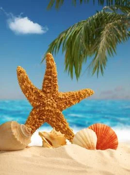 Starfish and shell on sandy beach with blurred background, vacation or tra... Fotos de archivo