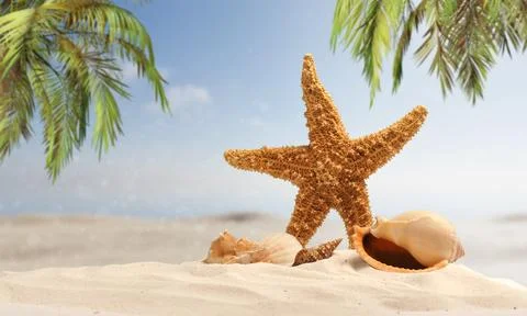 Starfish and shell on sandy beach with blurred background Stock Photos