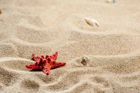 Starfish and shell on sandy beach with gentle waves Stock-Fotos