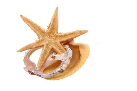The starfish and shell on the white background Foto stock