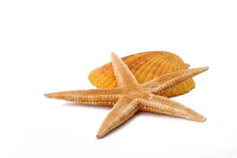 The starfish and shell on the white background Foto stock