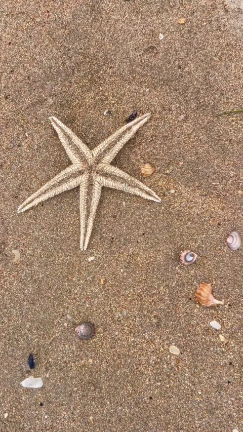 Starfish and shells on the beach, Opoutere, Whangamata, NZ Stock Footage 328053955