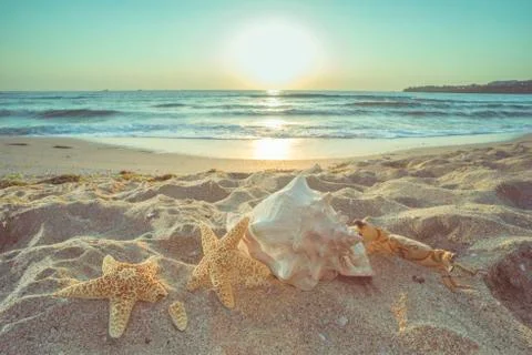 Starfish and shells on the beach Stock Photos
