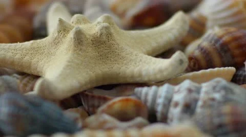 Starfish and Shells Stock Footage 21233630