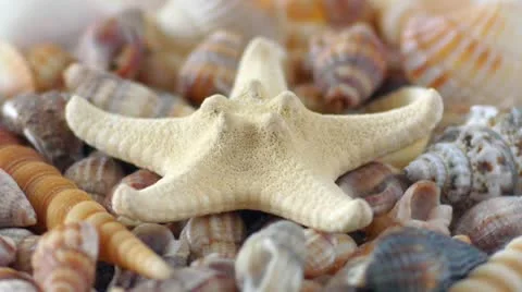 Starfish and Shells Stockbeeldmateriaal 21233678