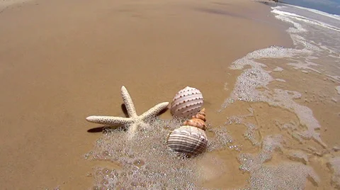 Starfish And Shells Video stock 35569404