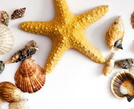 Starfish and shells isolated on white background Stock-Fotos