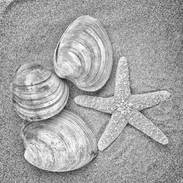 Starfish and shells Stock Photos