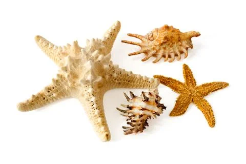 Starfish and shells Foto stock
