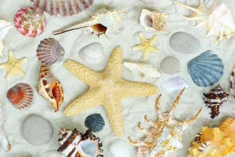 Starfish and shells Foto stock