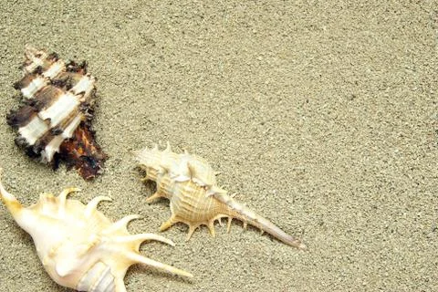 Starfish and shells Foto stock