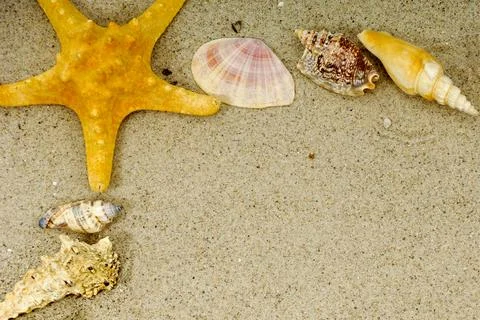 Starfish and shells Stock Photos