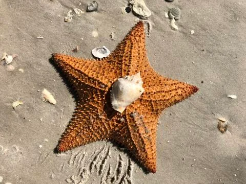 Starfish and shells on the sandy beach shore Stock Photos