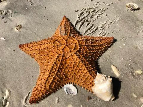 Starfish and shells on the sandy beach shore Stock Photos