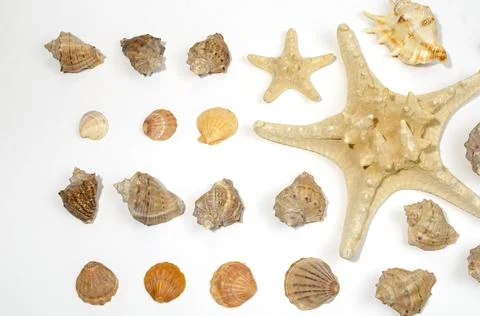 Starfish and shells on a white background Stock Photos