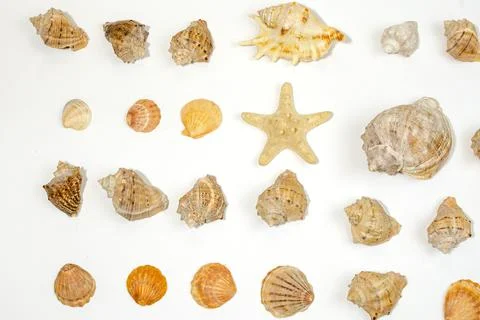 Starfish and shells on a white background Stock Photos