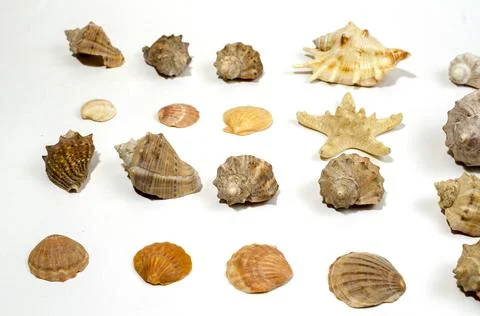 Starfish and shells on a white background Foto stock