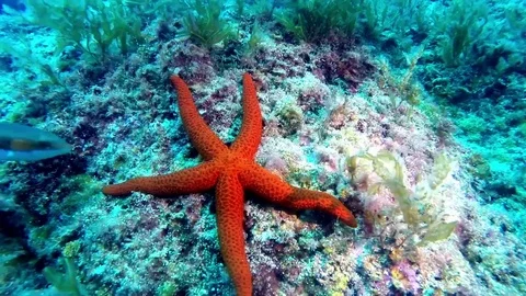 Starfish and Wrasse. 스톡 동영상 97069741