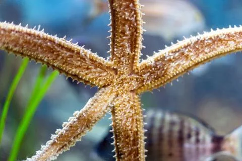 Starfish on the aquarium Stock Photos