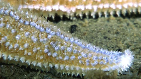 Starfish Arm Explores the Seabed in the White Sea Stock Footage 327015670