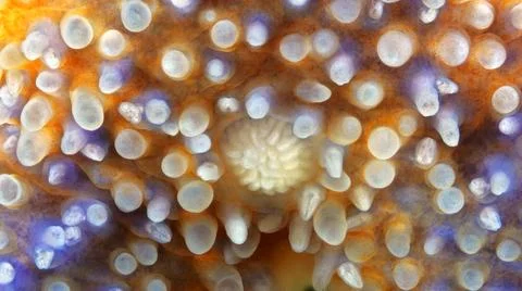 Starfish Asterias rubens under microscope, family Asteriidae. Asteroidea. I.. Stock Photos