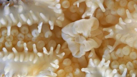 Starfish Asterias rubens under microscope, family Asteriidae. Asteroidea. T.. Stock Photos