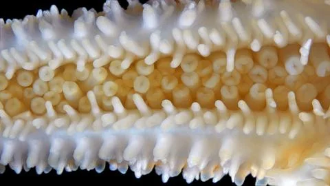 Starfish Asterias rubens under microscope, family Asteriidae. Asteroidea. T.. Foto stock