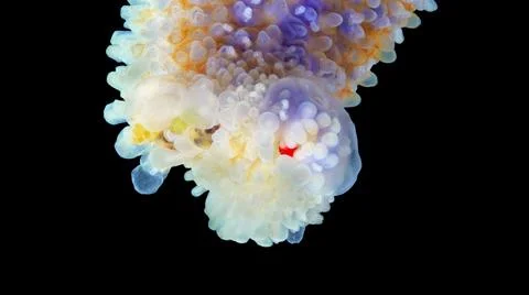 Starfish Asterias rubens under microscope, family Asteriidae. Asteroidea. I.. Foto stock