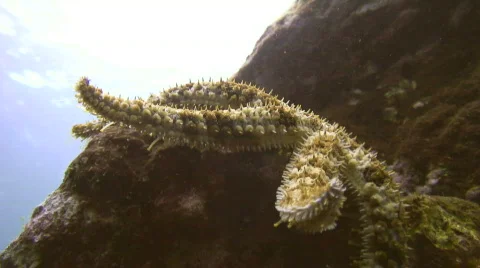 Starfish - Back-light Stock Footage