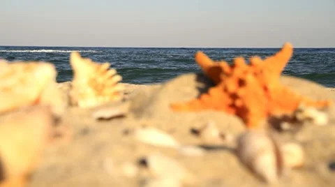 Starfish on background of the beach Stock Footage 8832406