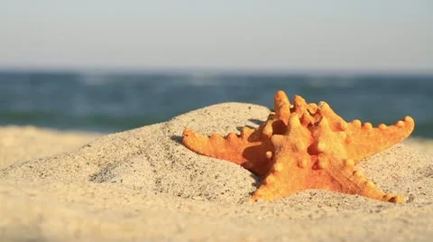 Starfish on background of the beach Stock Footage 20109989