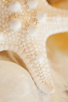 Starfish background Stock Photos