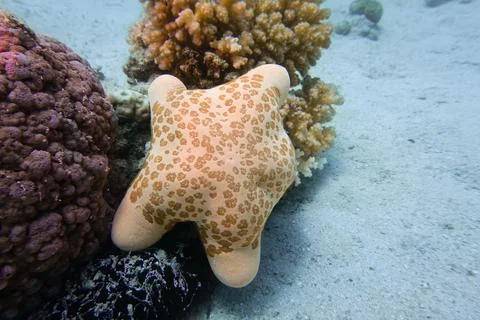 Starfish on a background Stock Photos