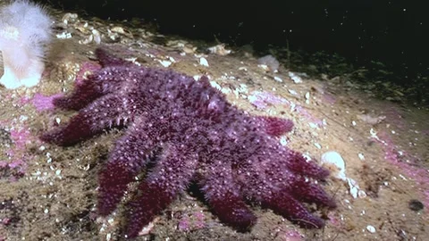 Starfish Basking in Twilight on the Seabed of the White Sea Stock Footage 340593518