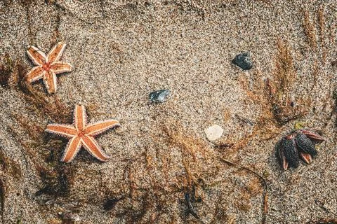 Starfish on the beach, background Stock Photos