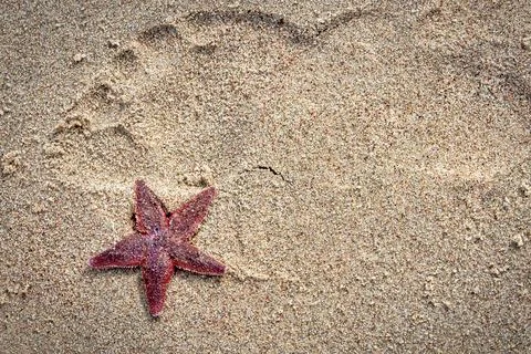 Starfish on the beach, background Stock Photos