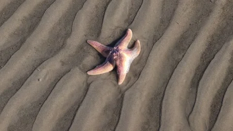 Starfish on the beach: Close-up of a common starfish (Asterias rubens) on rip Stock Footage 327592639