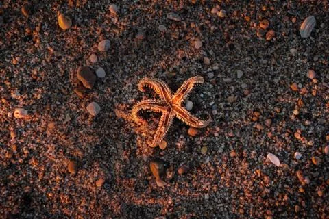 Starfish on the beach during sunset Stock Photos