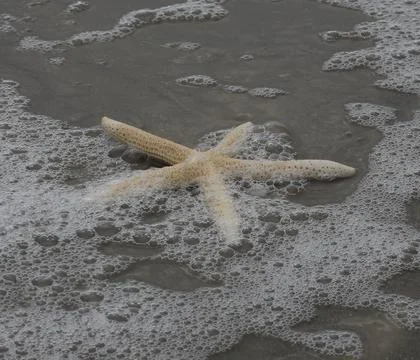 Starfish on the beach with foam bubbles Stock Photos