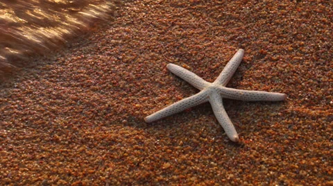 Starfish on Beach 库存影片 22741156