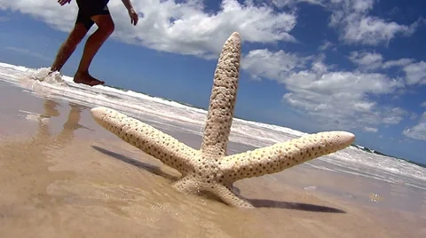 Starfish On Beach Stock Footage 35286010
