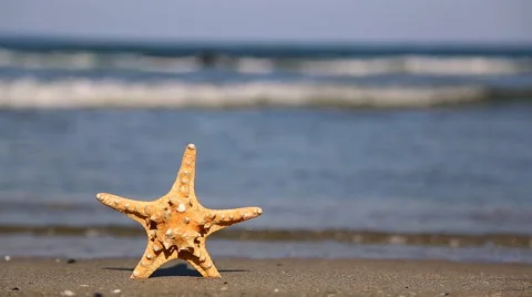 Starfish on the beach 動画素材 42045147
